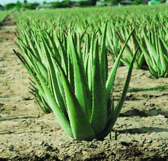 Aloe Plant